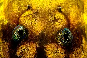 Mountain Prints: Pelado Mountains False Toad Tadpole