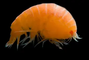 Trench Prints: Pelagic Amphipod
