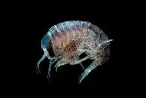 Trench Prints: Pelagic Amphipod