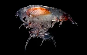Floor Prints: Pelagic Amphipod