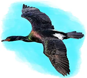 Cormorant Prints: Pelagic Cormorant