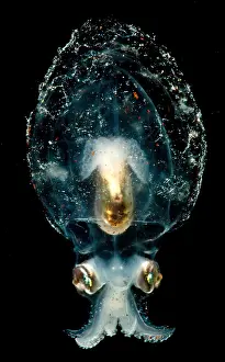 Bishop Prints: Pelagic Octopus