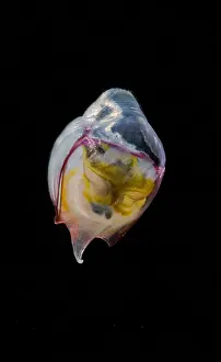 Molluscks Prints: Pelagic Snail (Cavolinia gibbosa)