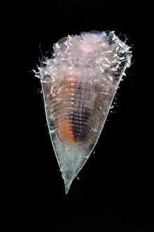 Zooplankton Prints: Pelagic Snail (Clio cuspidata)