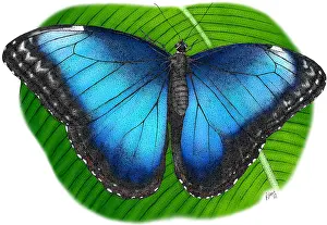 Bugs Prints: Peleides Blue Morpho