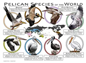 Prints: Pelican Species of the World