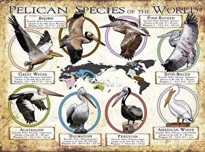 Prints: Pelican Species of the World