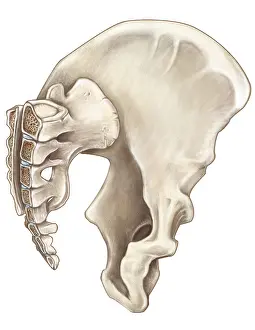 Crosssection Prints: Pelvis (Oblique Cross-Section)