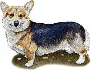 Companion Prints: Pembroke welsh corgi