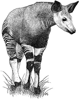 Okapi Prints: Okapi