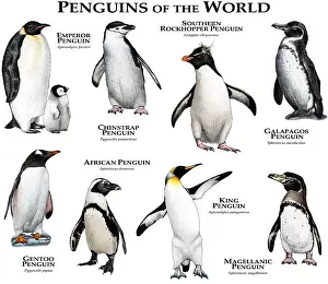 Poster Prints: Penguins of the World