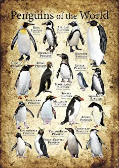 Poster Prints: Penguins of the World