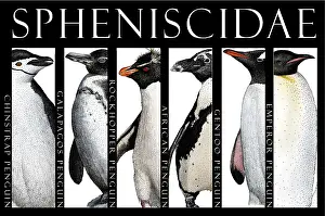 King Prints: Penguins of the World