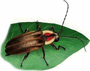 Beetle Prints: Pennsylvania firefly