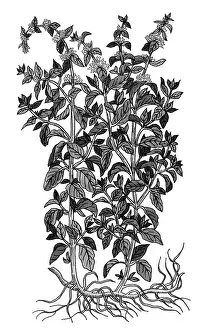 Grass Prints: Pennyroyal, Alchemy Plant