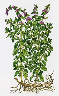 Grass Prints: Pennyroyal, Alchemy Plant