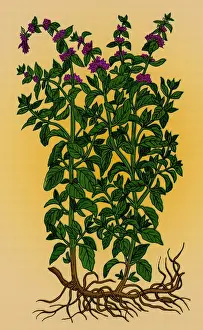 Plantae Prints: Pennyroyal, Alchemy Plant