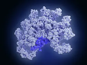 Pathological Prints: Pentameric immunoglobulin M (IgM) molecule