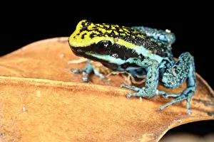 Morph Prints: Peppered Poison Dart Frog