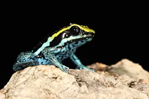 Morph Prints: Peppered Poison Dart Frog