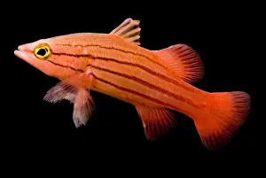 Atlantic Prints: Peppermint Basslet