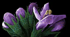 Nature Prints: Peppermint Bud, under a microscope (SEM)