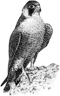Raptor Prints: Peregrine Falcon