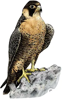 Raptor Prints: Peregrine Falcon