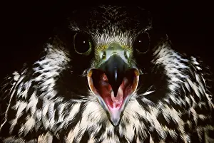 Misc 2 Prints: Peregrine Falcon