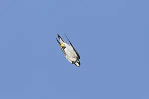 Flying Prints: Peregrine Falcon Diving
