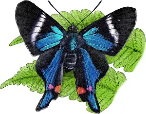 Butterfly Prints: Periander Metalmark, Illustration