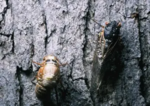 Skins Prints: Periodical Cicada