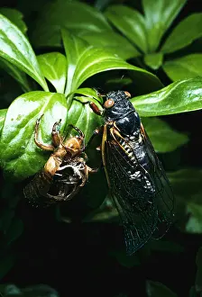 Year Prints: Periodical Cicada