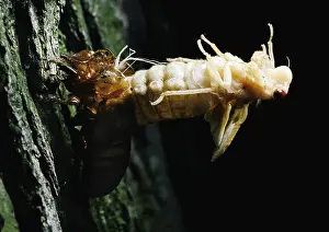 Year Prints: Periodical Cicada