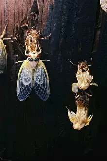 Year Prints: Periodical Cicada