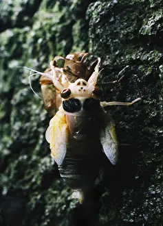 Year Prints: Periodical Cicada