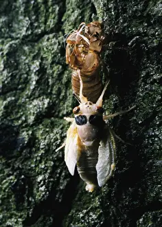 Year Prints: Periodical Cicada