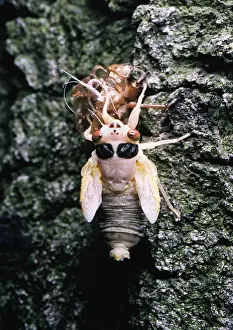 Year Prints: Periodical Cicada