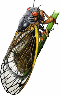 Magicicada Prints: Periodical cicada