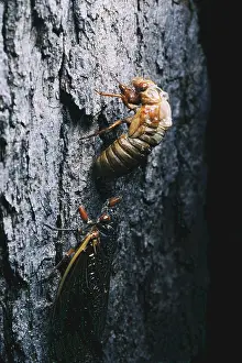 Year Prints: Periodical Cicadas