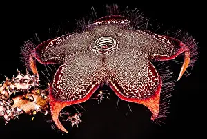 Beetle Prints: Persian Carpet Flower