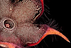 Beetle Prints: Persian Carpet Flower