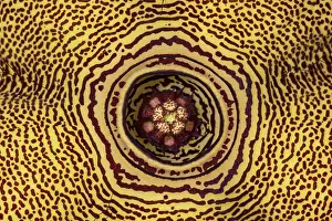 Beetle Prints: Persian Carpet Flower (Edithcolea grandis)