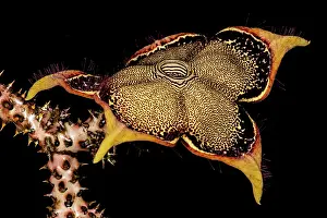 Beetle Prints: Persian Carpet Flower (Edithcolea grandis)