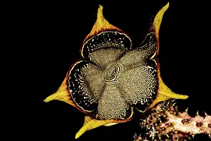 Beetle Prints: Persian Carpet Flower (Edithcolea grandis)