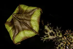 Beetle Prints: Persian Carpet Flower (Edithcolea grandis)