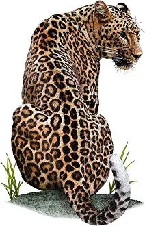 Big Cats Prints: Persian Leopard, Illustration