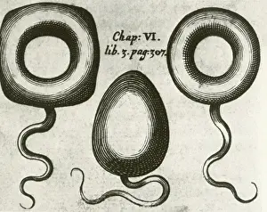Etching Prints: Pessaries, Medical Equipment, 17th C