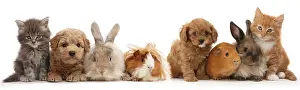Science Source Collection Prints: Pet Animal Line up