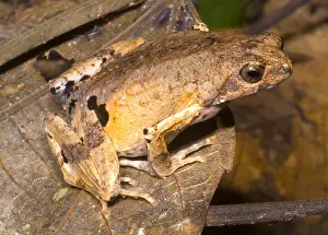 Dwarf Prints: Peter's Dwarf Frog